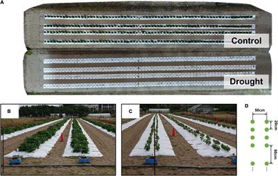 Genomic Prediction of Green Fraction Dynamics in Soybean Using Unmanned Aerial Vehicles Observations